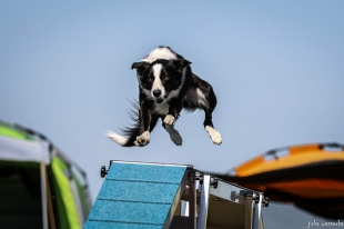 Mezinárodní mistrovství v agility Border Collie v Heiparku